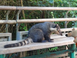 Un coati se prélasse près des chutes.