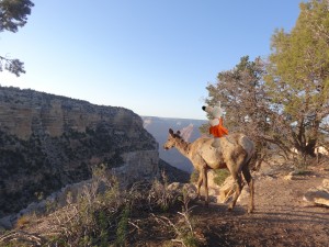 Mausi a rencontré un cerf sur la rive du grand canyon.