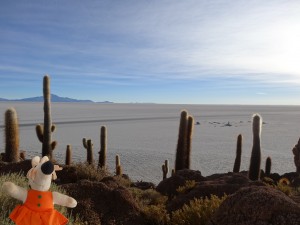 Un île de cactus au milieu du salar d'Uyuni.