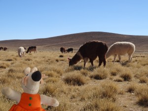 Un troupeau de lamas broute les rares herbes.