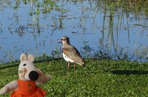 Un petit échassier se promène sur la rive.