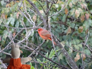 Un belle oiseau qui n'a pas voulu donner son nom à Mausi.