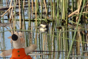 Ce martin-pêcheur vert se fond parfaitement dans la végétation.