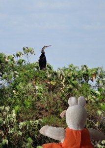 Un cormoran s'est posé au sommet de cet arbre.