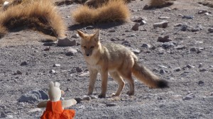 Ce renard des Andes est surpris de voir Mausi.