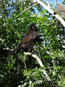 Mausi fait un concours de cris avec un singe hurleur.