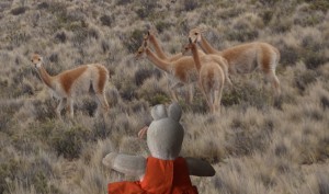 Un troupeau de vigognes sauvages. Ils sont de la famille des lamas.