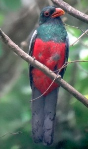 Un cousin du quetzal.