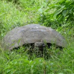 Dans la réserve naturelle d'el Chato, une tortue terrestre prend son repas.