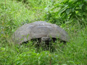 Dans la réserve naturelle d'el Chato, une tortue terrestre prend son repas.