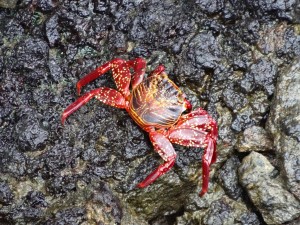 Un crabe rouge des Galápagos.