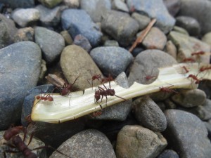 Des fourmis coupe-feuille au travail. Les plus grandes sont des soldates chargées de protéger les ouvrières (plus petites).