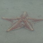 Une étoile de mer de la (bien nommée) playa de las estrellas.