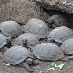 Bébés tortues du centre Darwin. Une fois qu'elles auront atteint une taille et une épaisseur de carapace suffisante, elles seront relâchées dans la nature.