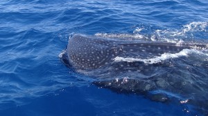 Les requins-baleines ne craignent pas les bateaux et s'approchent parfois très près de notre embarcation.