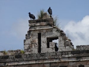 Des urubus noirs observent les ruines de Kabah.