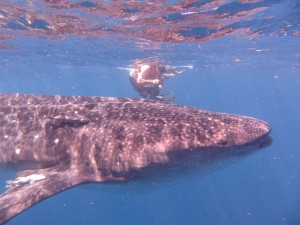Comme pour les requins, des remoras accompagnent les requins-baleines en se collant à leur peau.